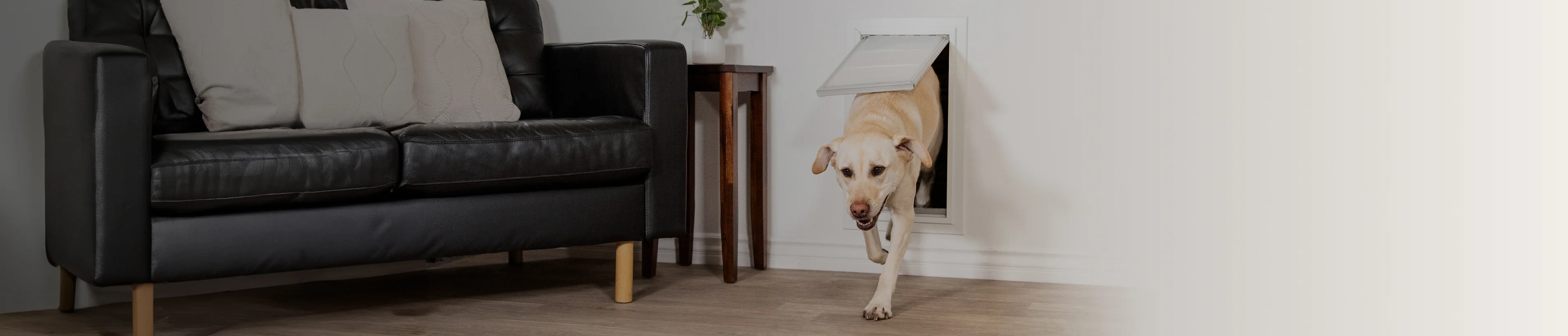 Style Meets Pet Freedom