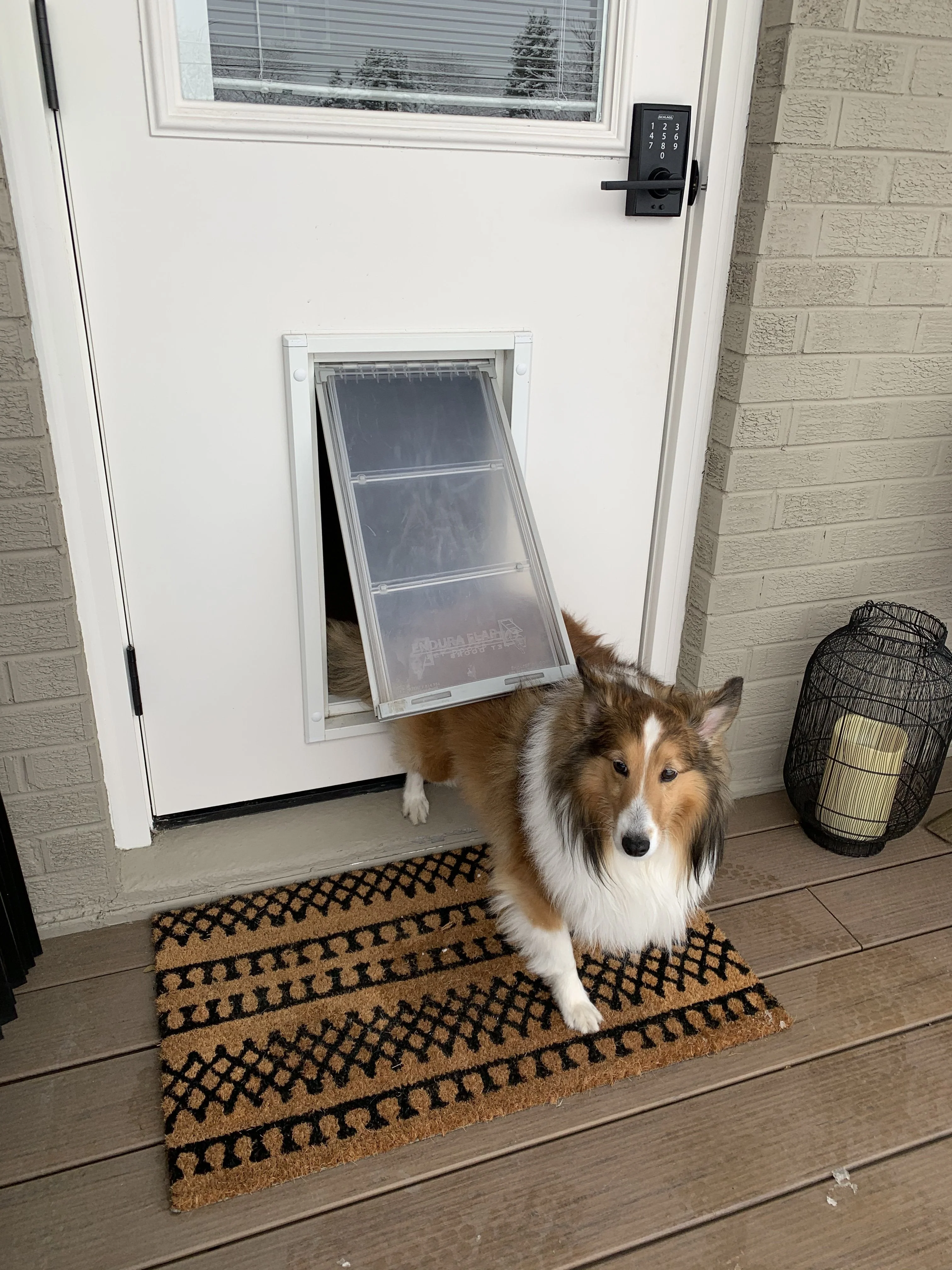 Endura Flap Pet Door For Doors - Image 20