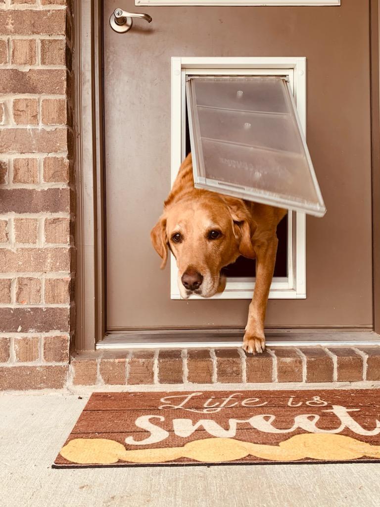 Endura Flap Pet Door For Doors - Image 22