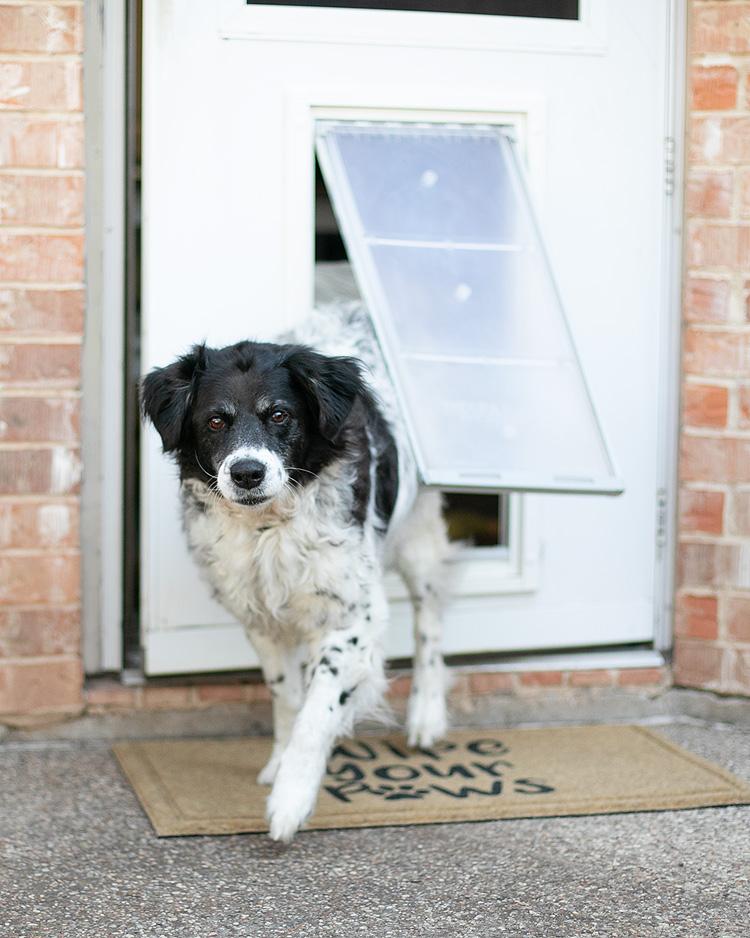 Endura Flap Pet Door For Doors - Image 29
