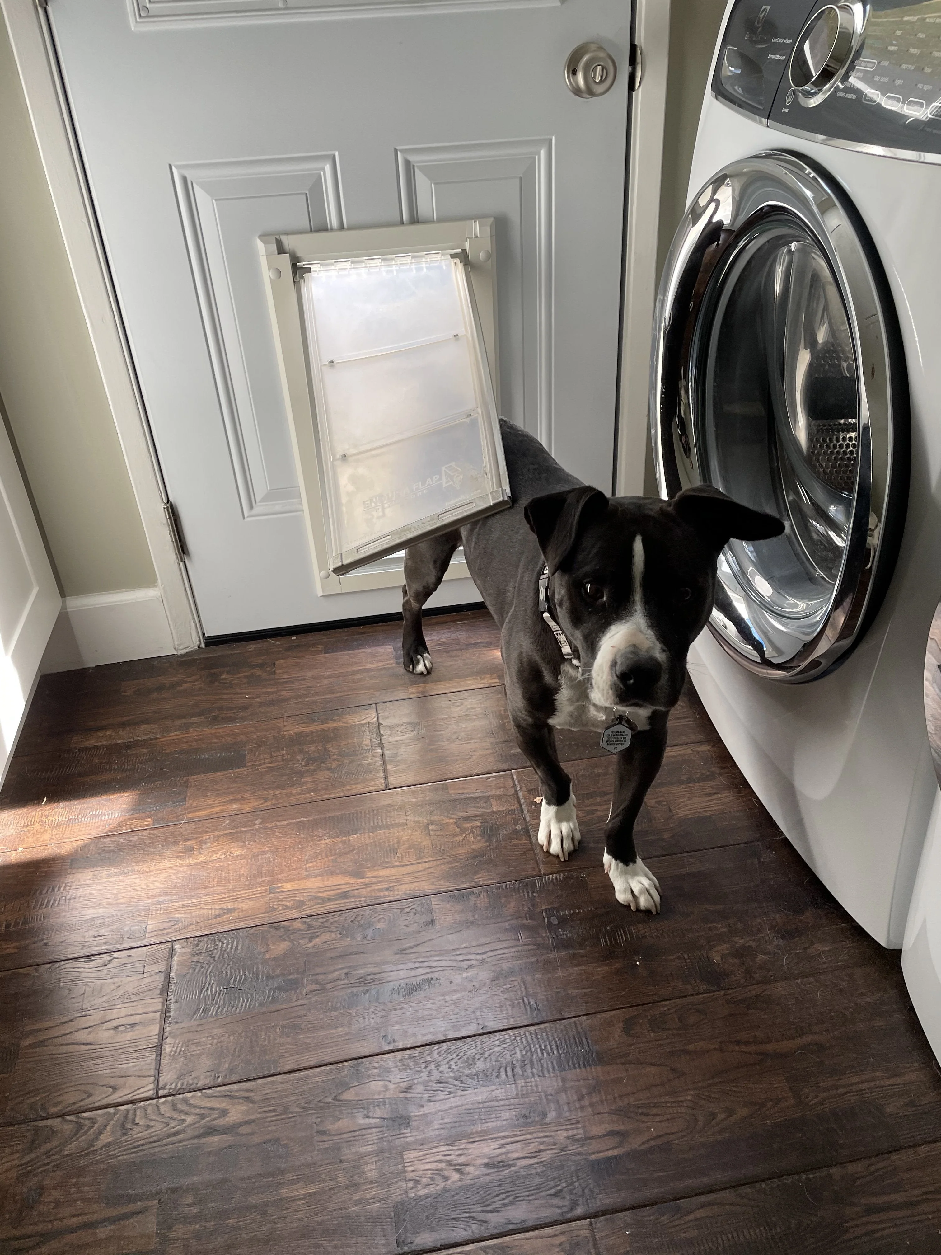Endura Flap Pet Door For Doors - Image 42