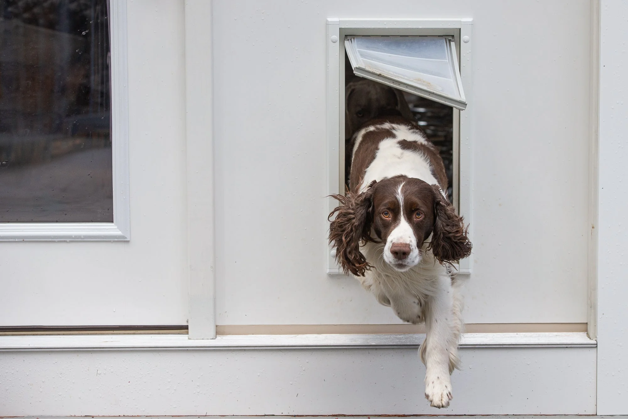Endura Flap Pet Door for Thick Walls - Image 19