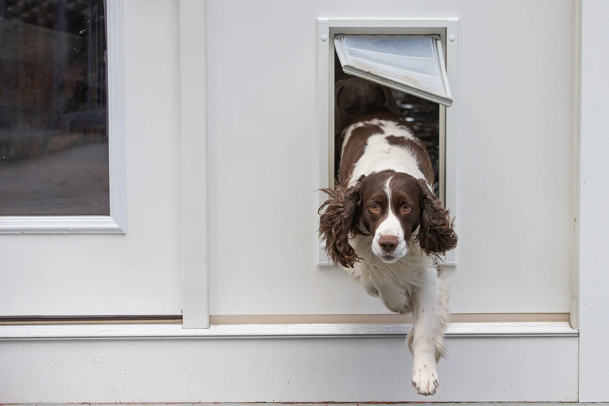 Endura Flap Dog Doors for Walls - Image 8