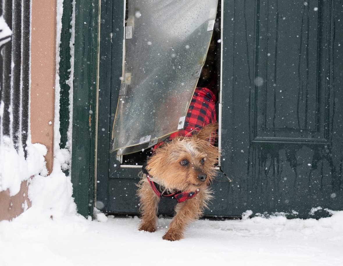 Hale Pet Doors for Doors - Image 4