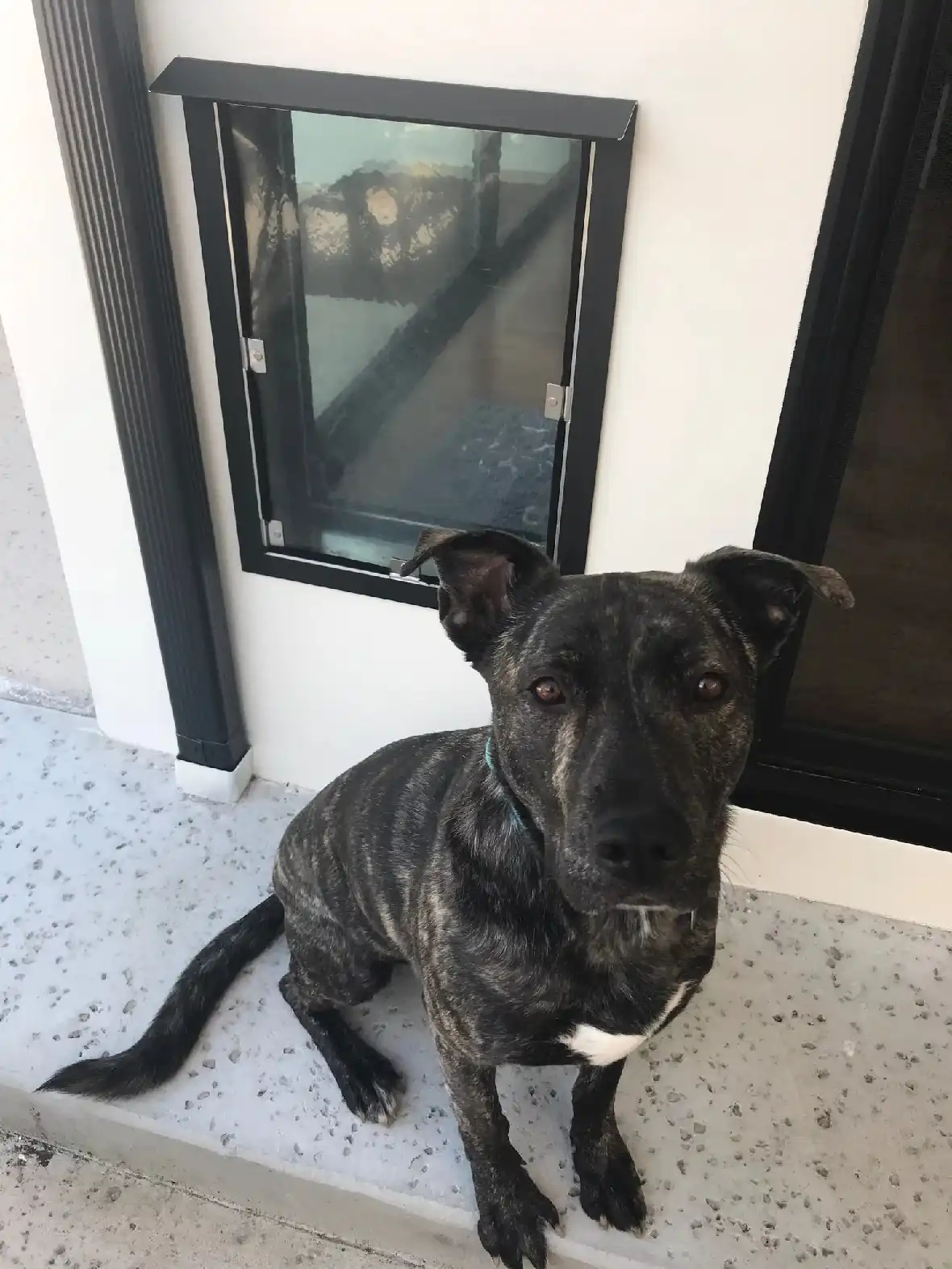 Hale Pet Door Replacement Flaps - Image 9