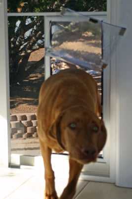 Hale Pet Door for Screens - Image 24