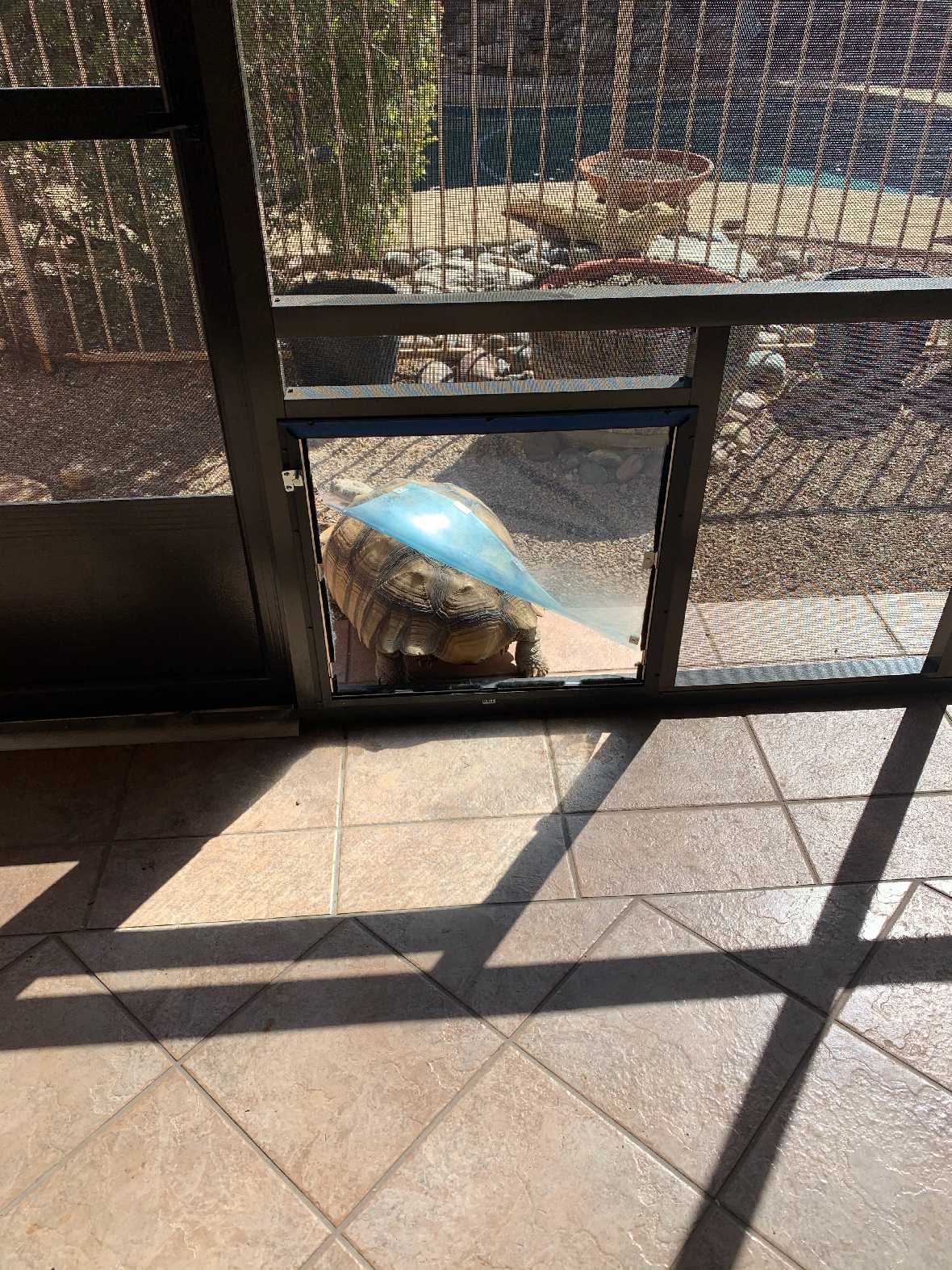 Hale Pet Door for Screens - Image 28
