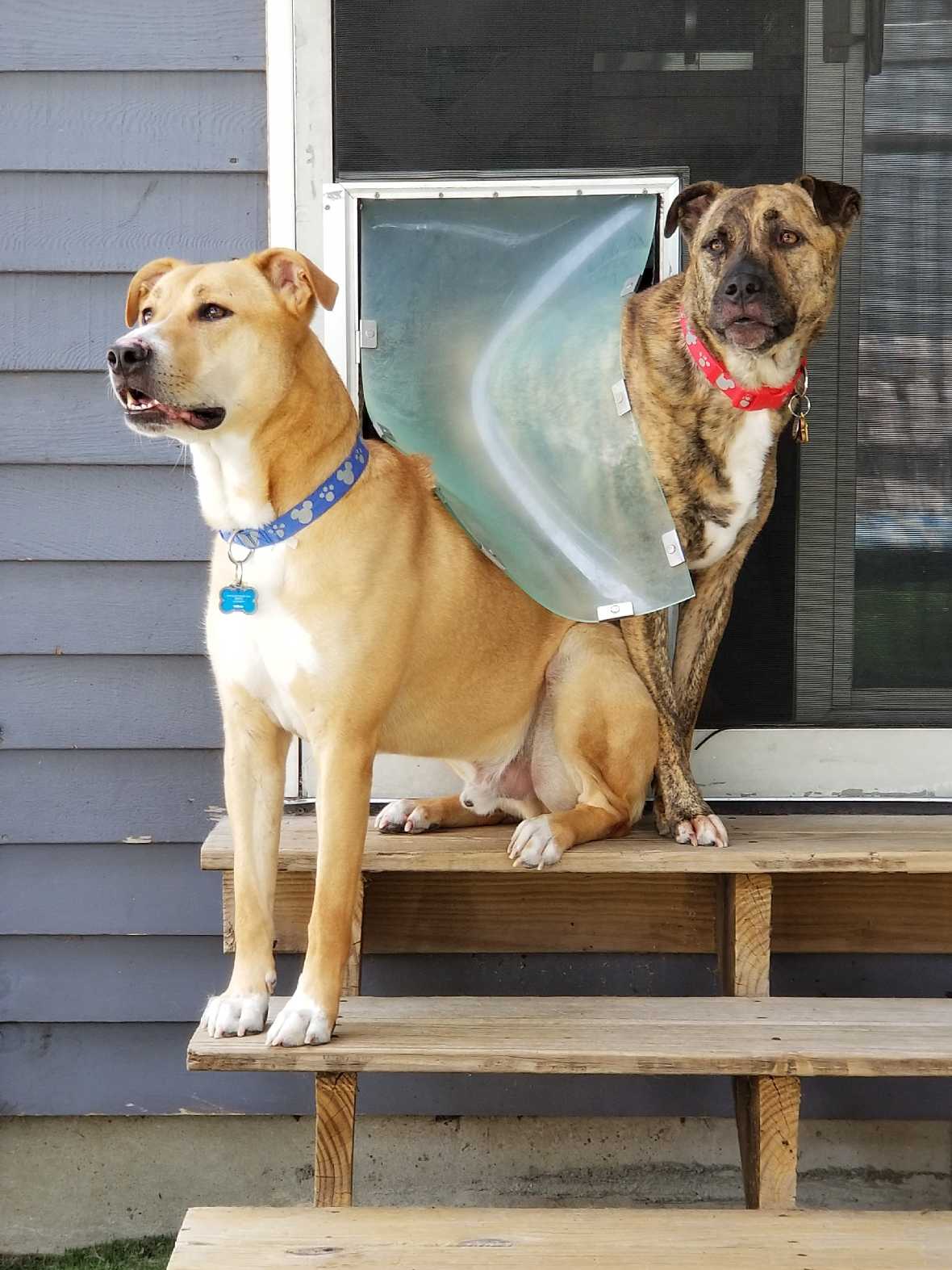 Hale Pet Door for Screens - Image 7