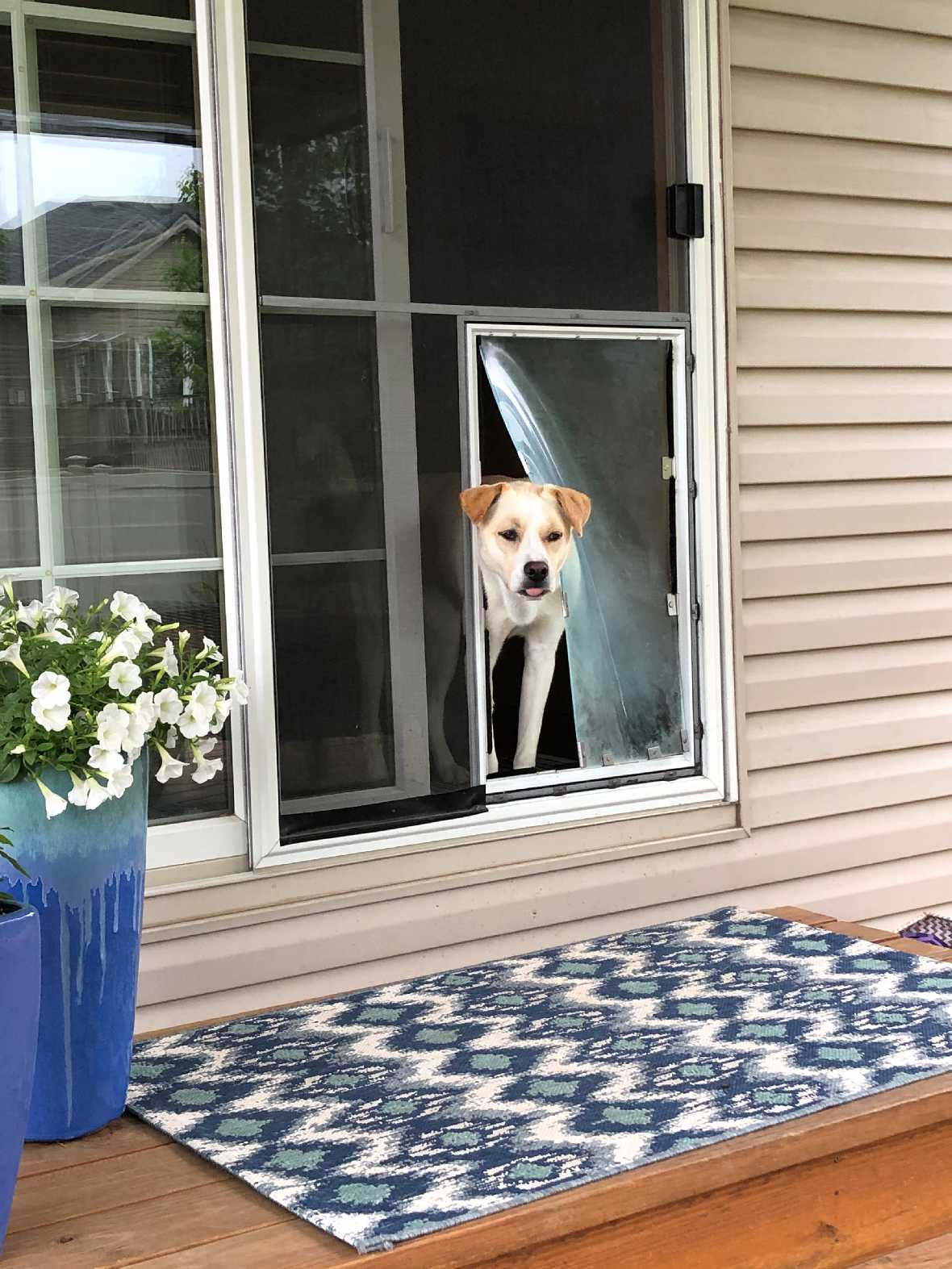 Hale Pet Door for Screens - Image 8