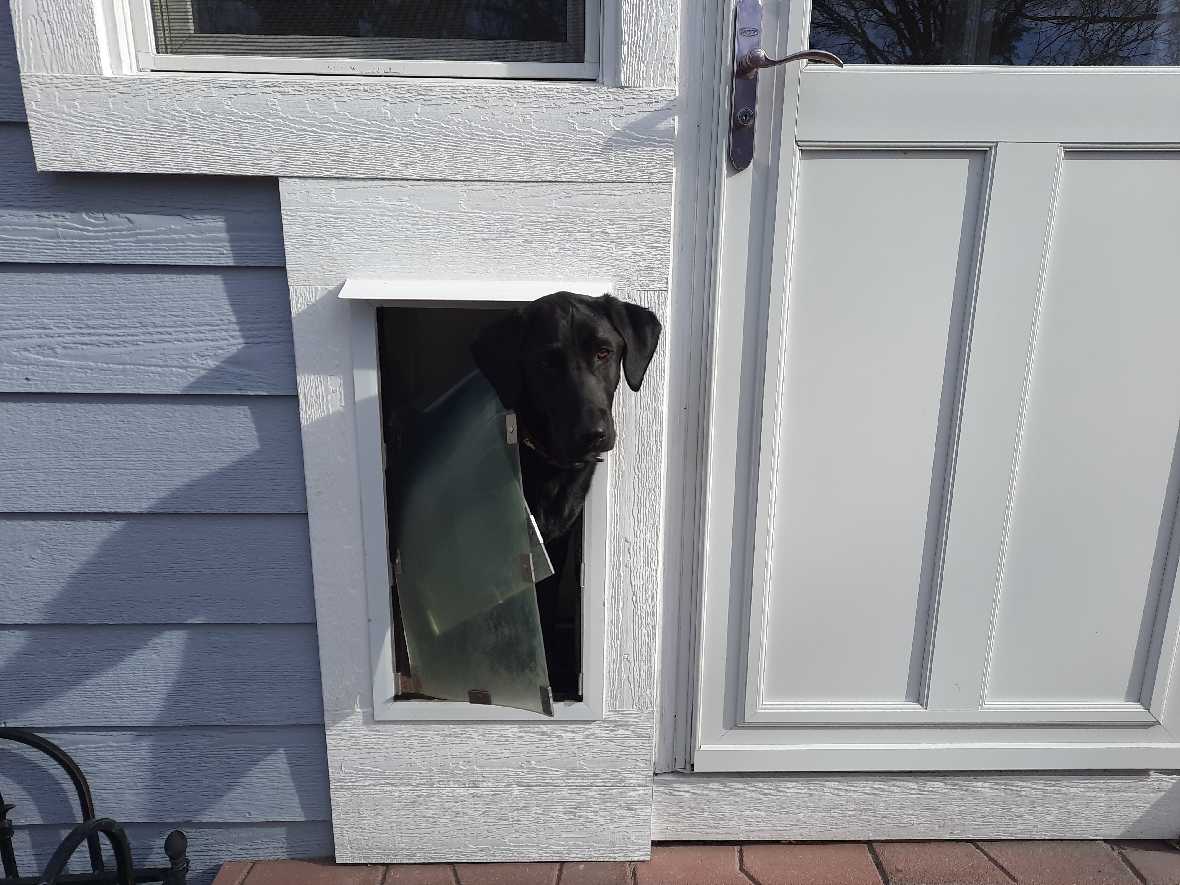 Hale Pet Doors for Walls - Image 7