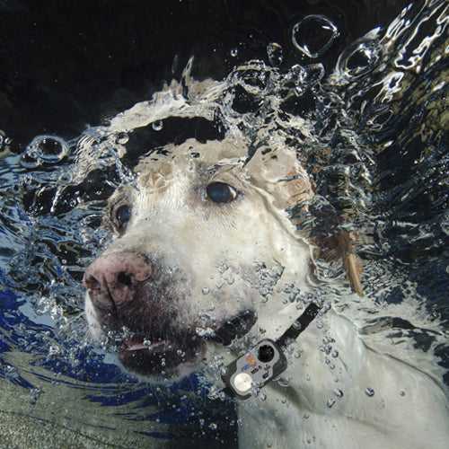 High Tech Power Pet Ultrasonic Pet Collars - Image 3