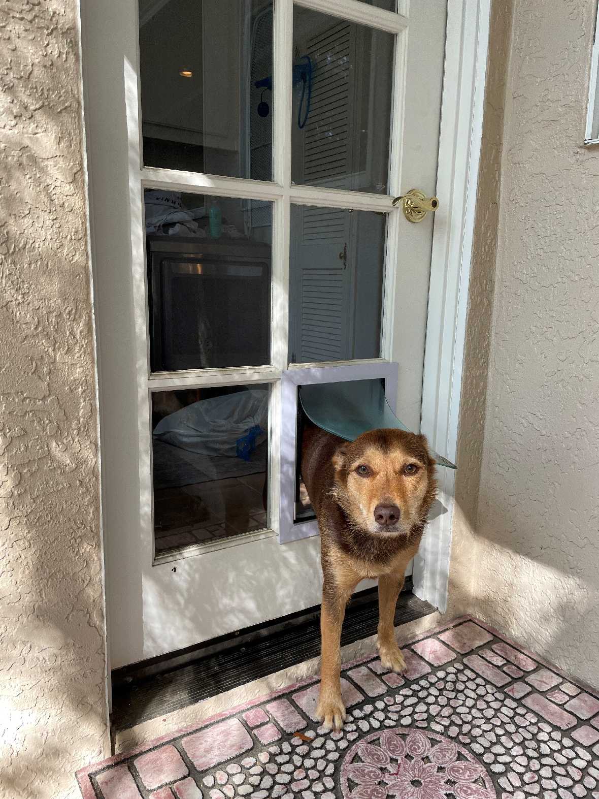 Ideal Deluxe Pet Door For Doors - Image 11