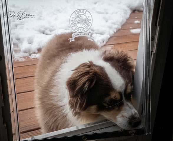 Ideal Deluxe Pet Door For Doors - Image 3