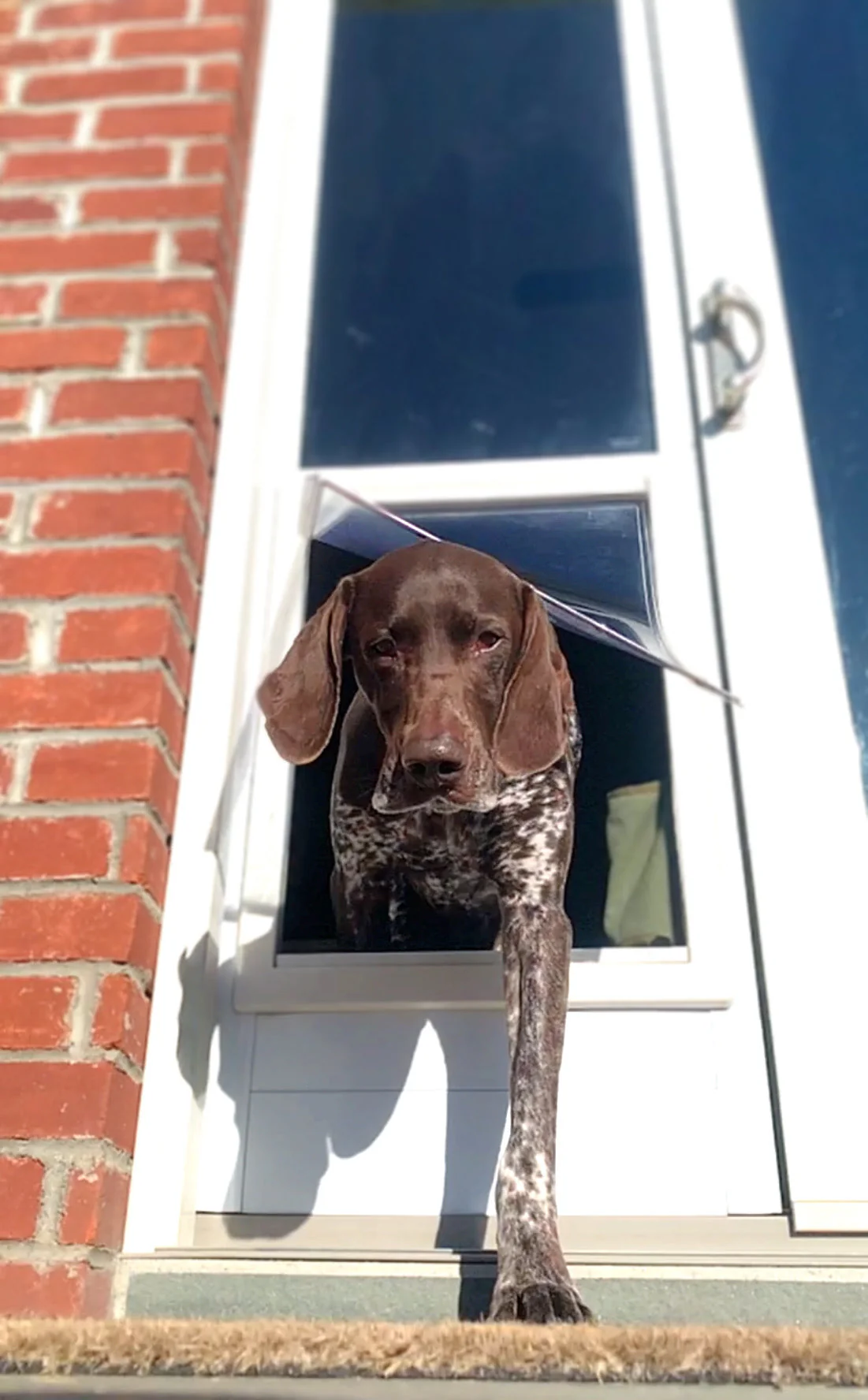 Ideal Fast Fit Patio Pet Door - Image 4
