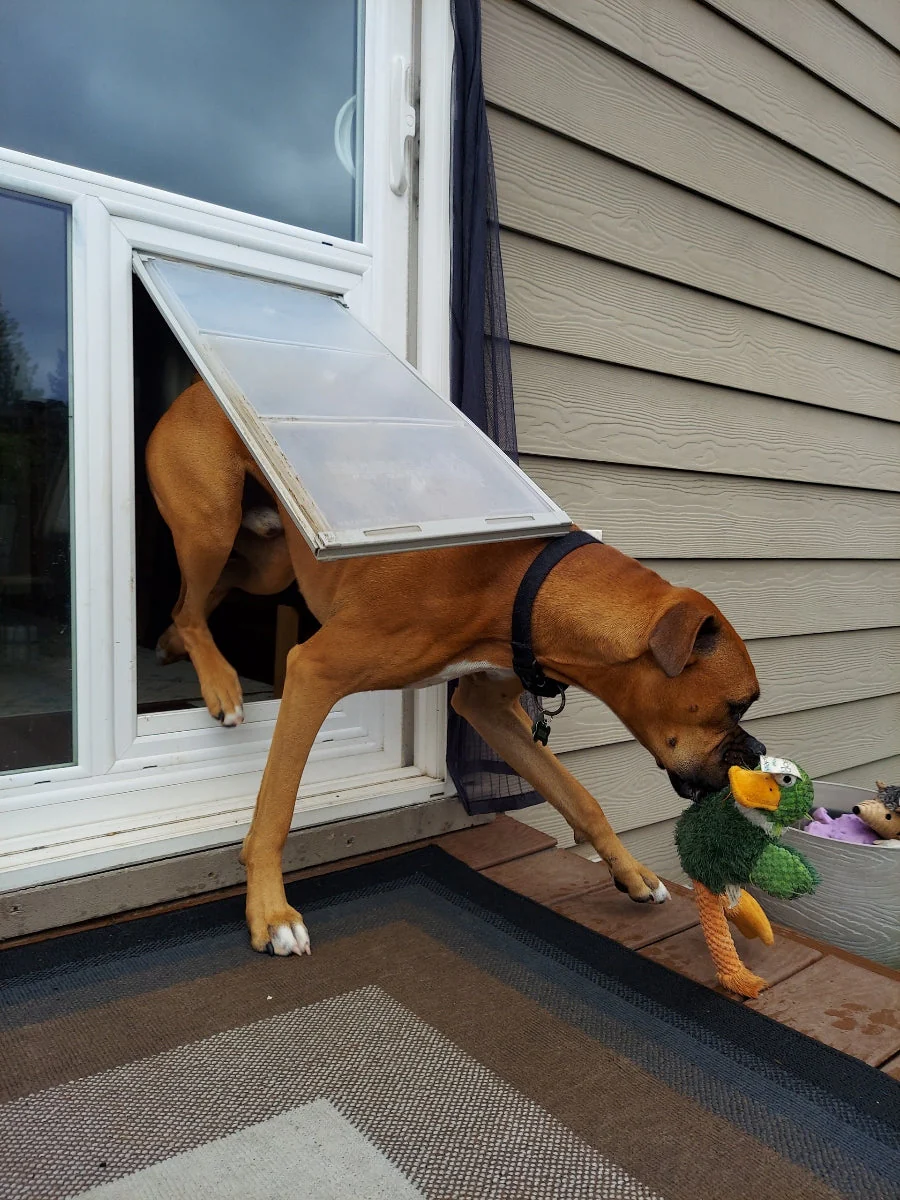 Pet Door Guys In The Glass Pet Door - Image 10