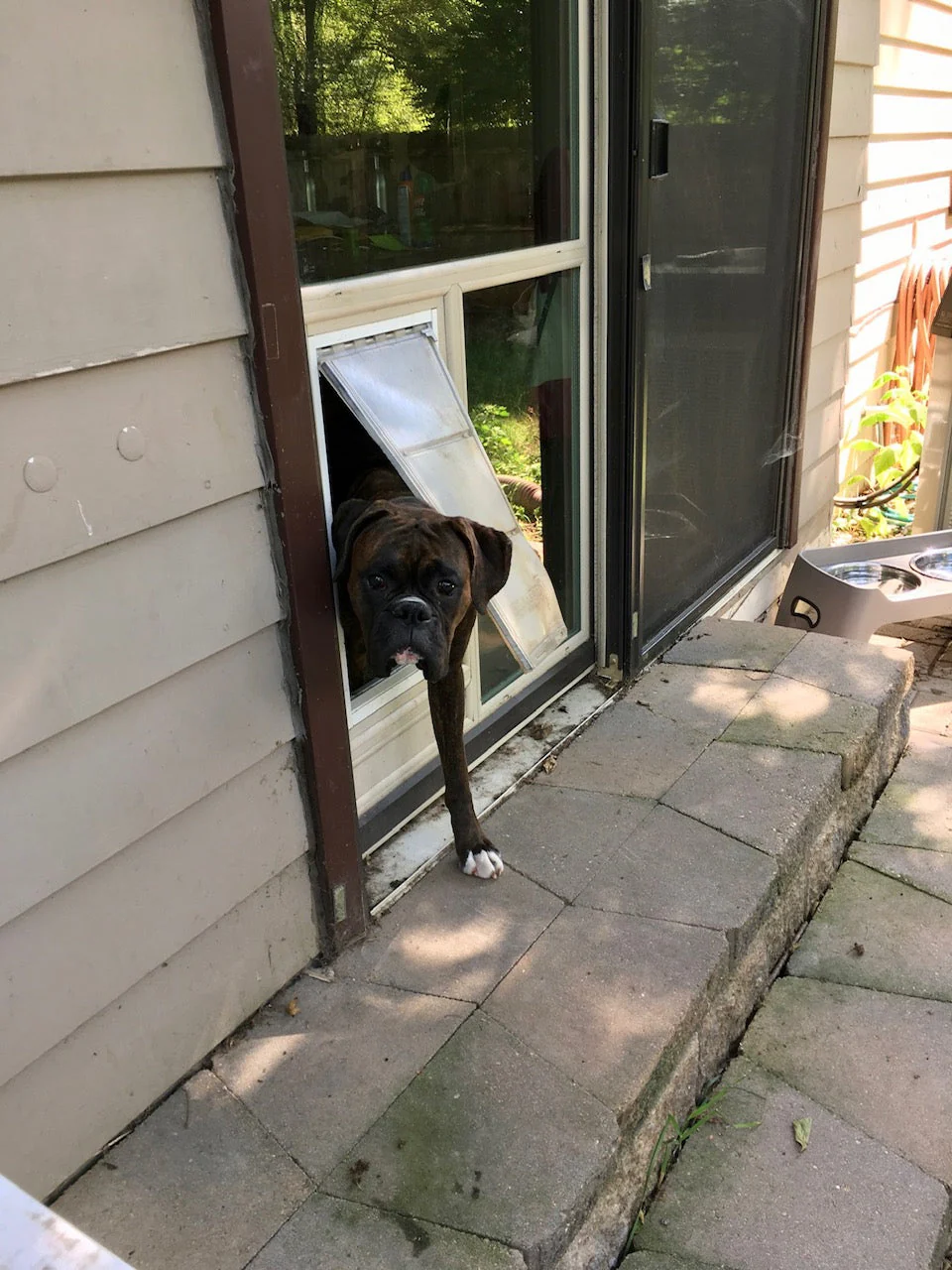 Pet Door Guys In The Glass Pet Door - Image 11