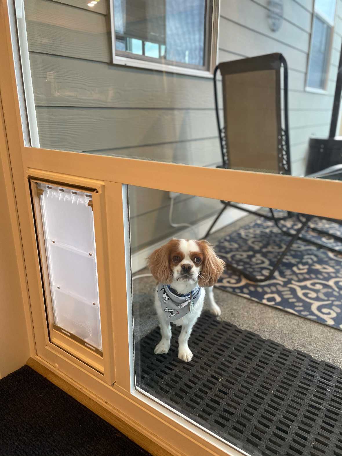 Pet Door Guys In The Glass Pet Door - Image 12