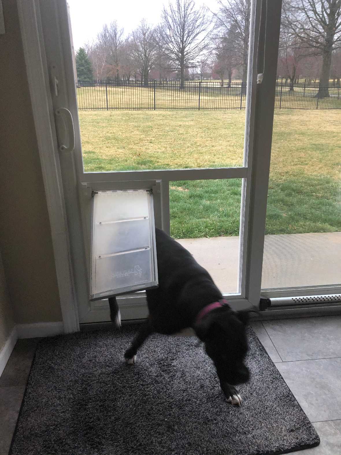 Pet Door Guys In The Glass Pet Door - Image 15