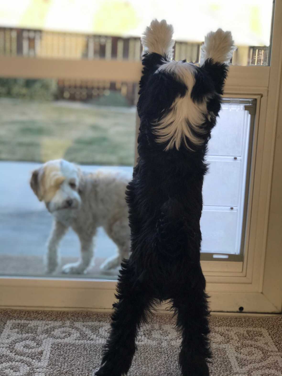 Pet Door Guys In The Glass Pet Door - Image 16