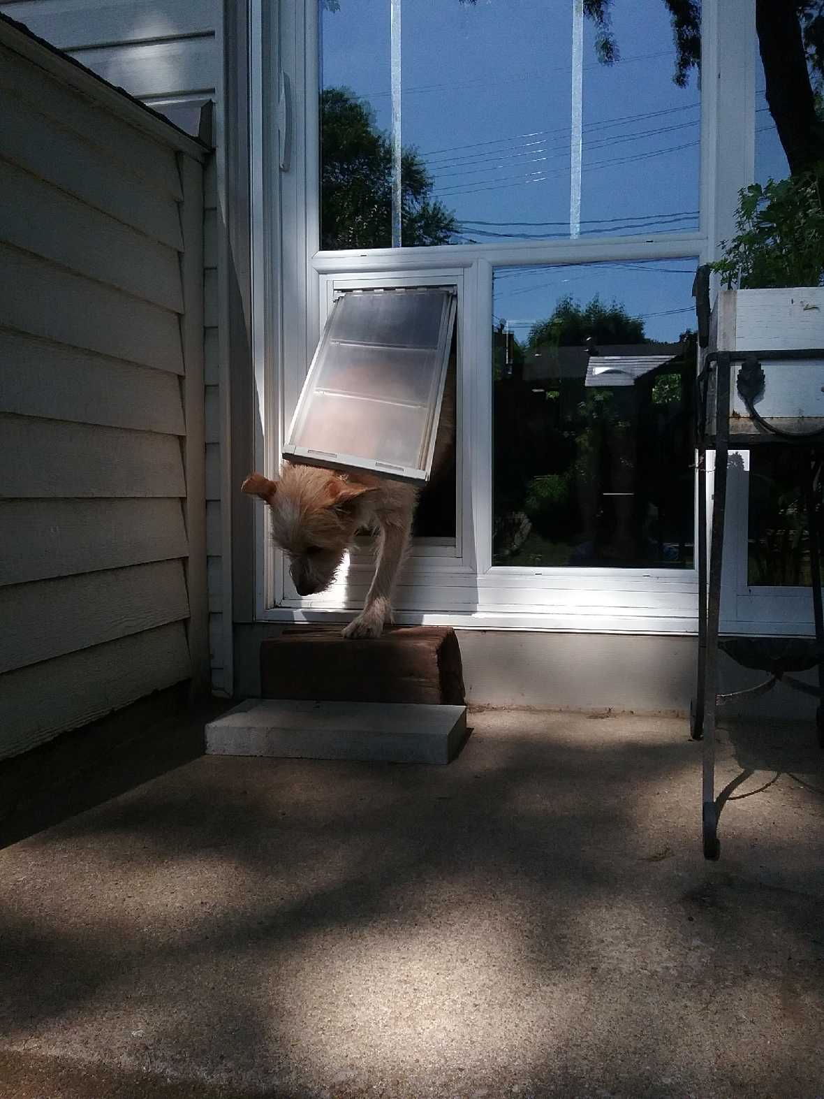 Pet Door Guys In The Glass Pet Door - Image 17