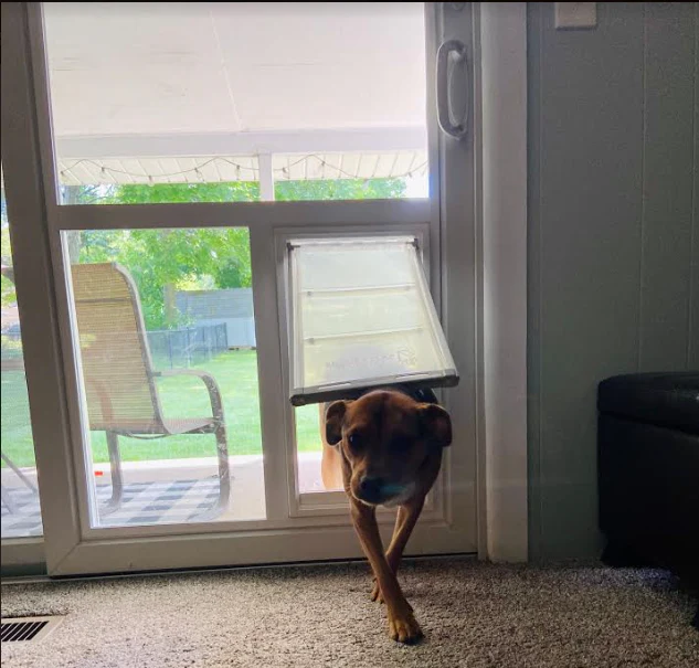 Pet Door Guys In The Glass Pet Door - Image 8