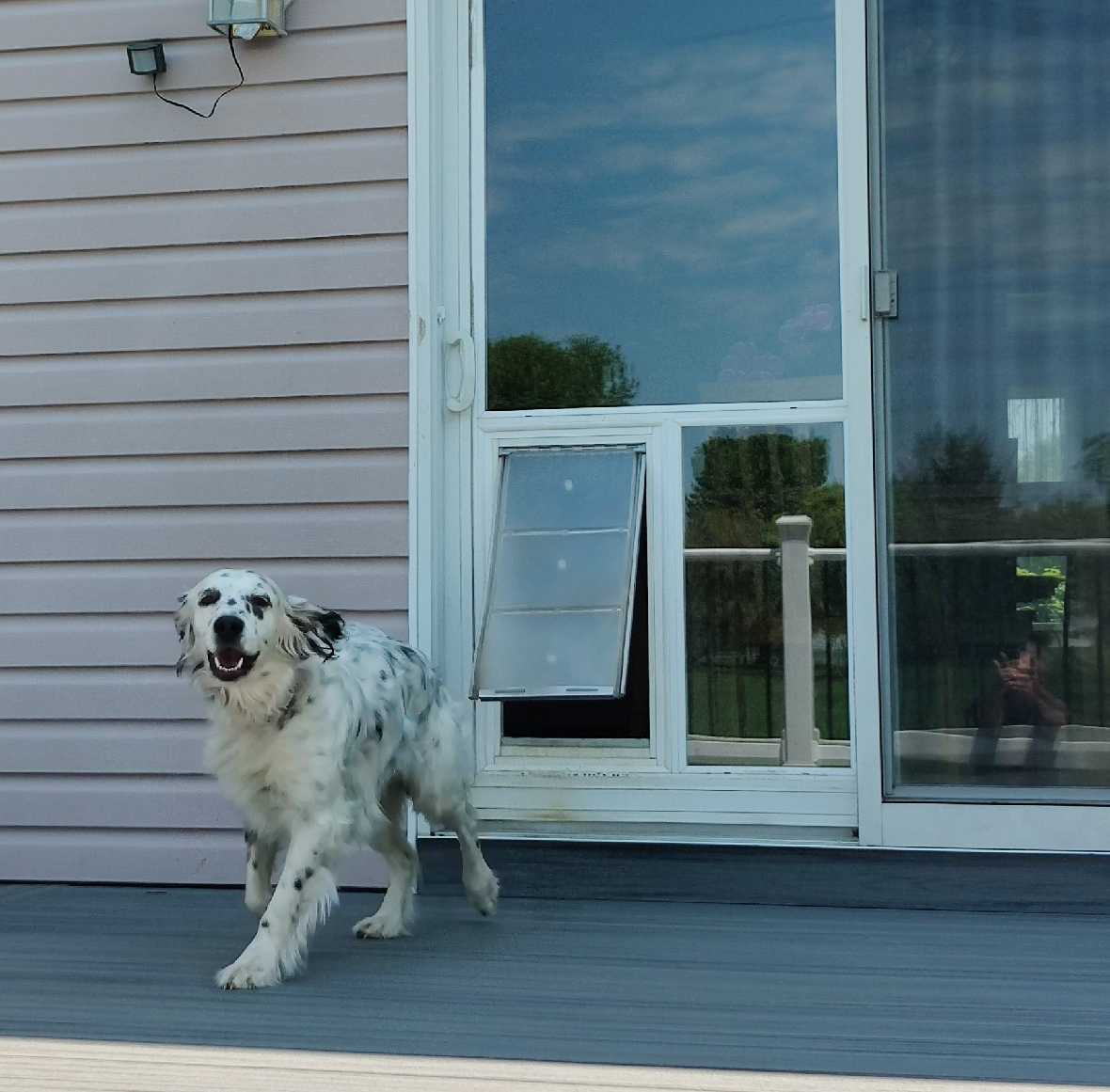 Pet Door Guys In The Glass Pet Door - Image 9