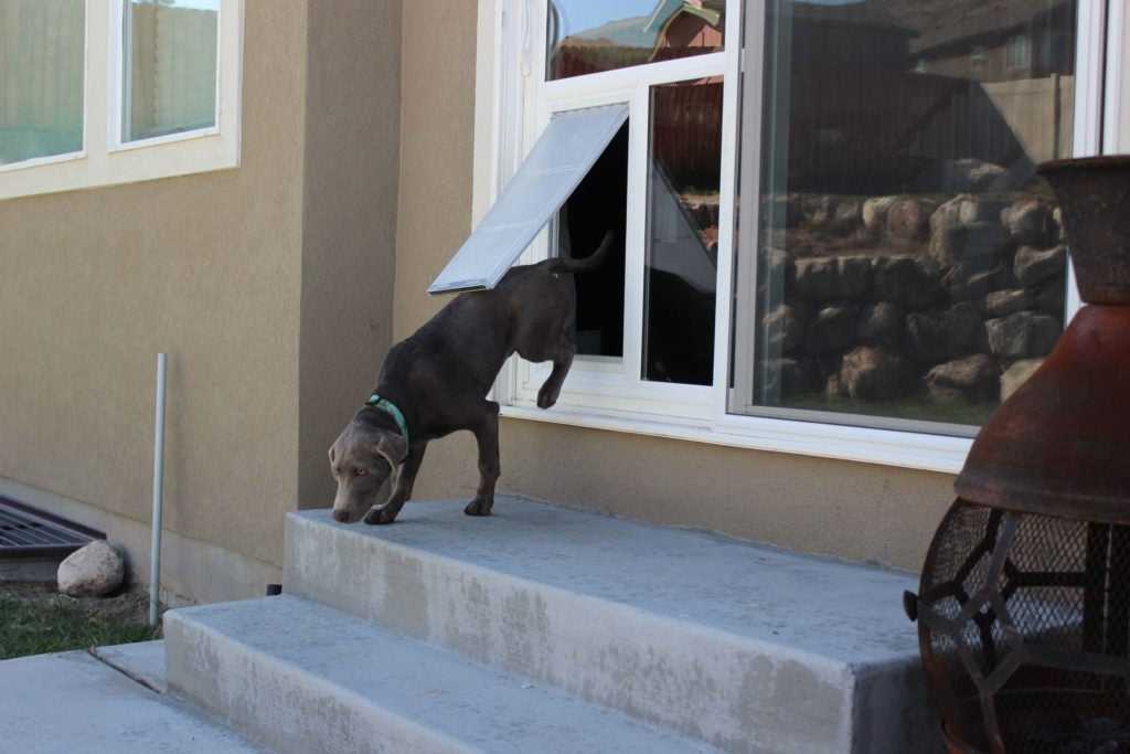 Pet Door Products In The Glass Pet Door - Image 3