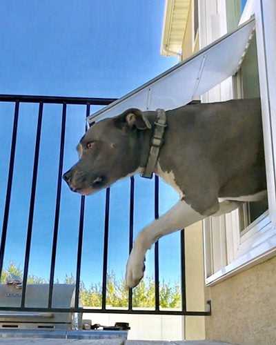 Pet Door Products In The Glass Pet Door - Image 4