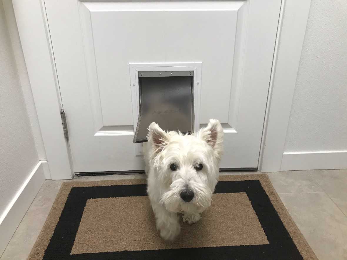 PetSafe Freedom Aluminum Pet Door - Image 6