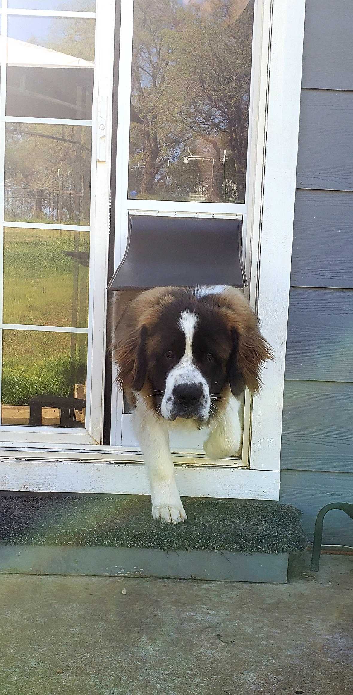 PetSafe Freedom Dog Door for Sliding Glass Door - Image 19
