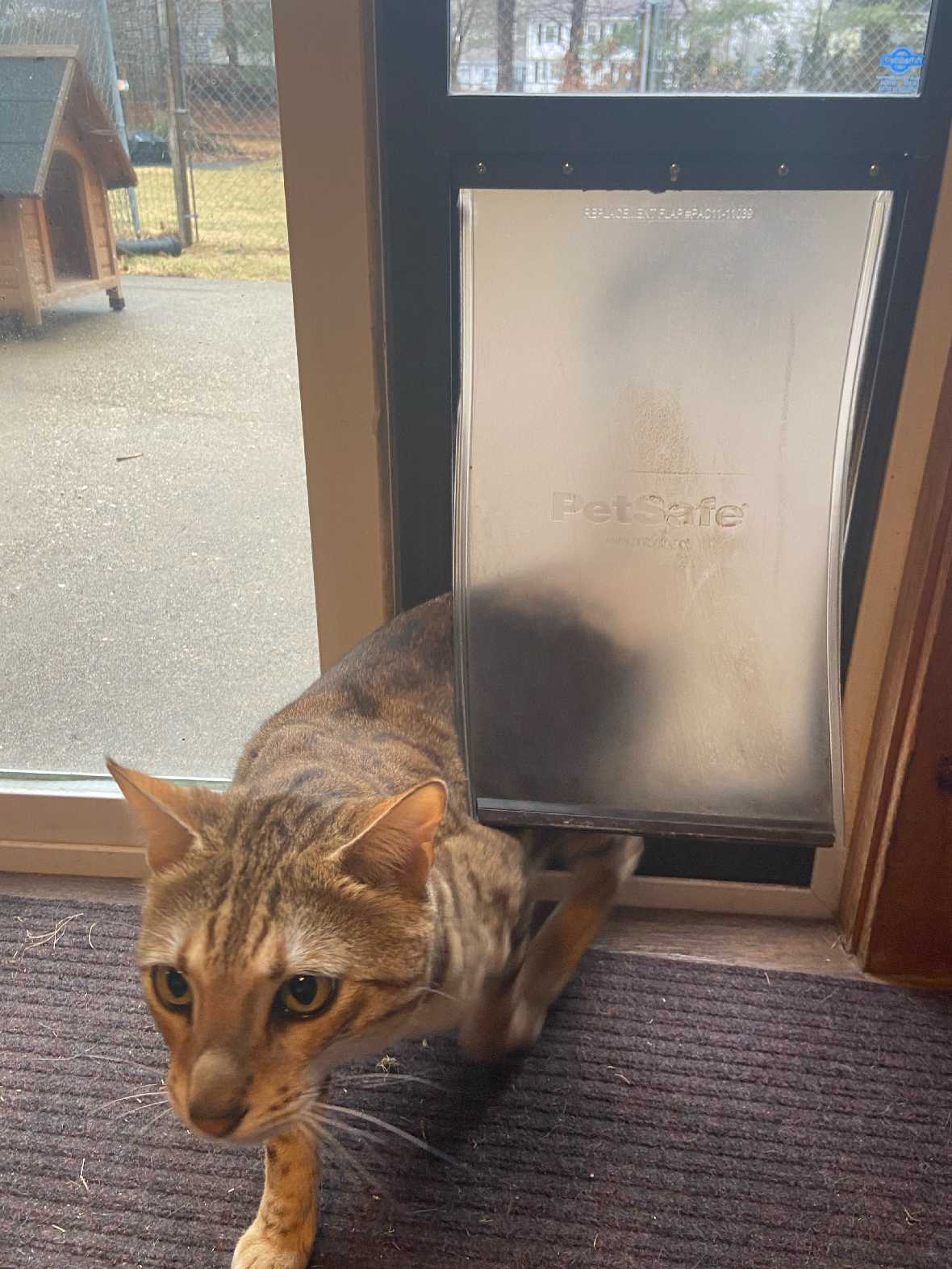 PetSafe Freedom Dog Door for Sliding Glass Door - Image 9