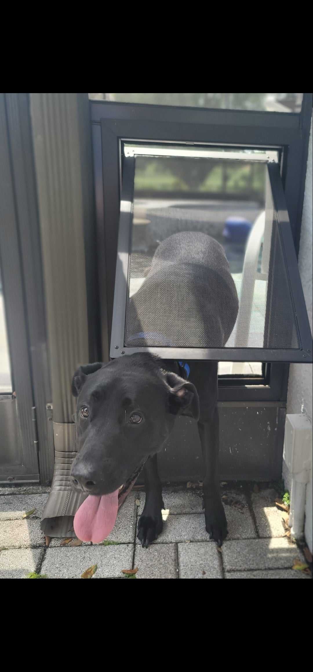 PetSafe Pet Screen Door - Image 7