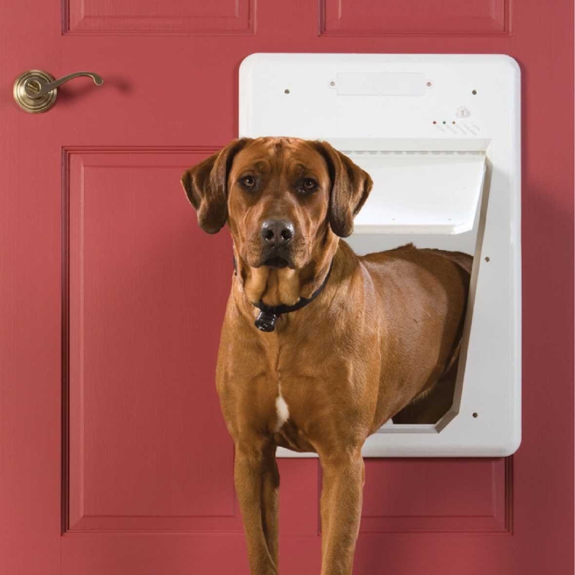 PetSafe Electronic Smart Door - Image 9