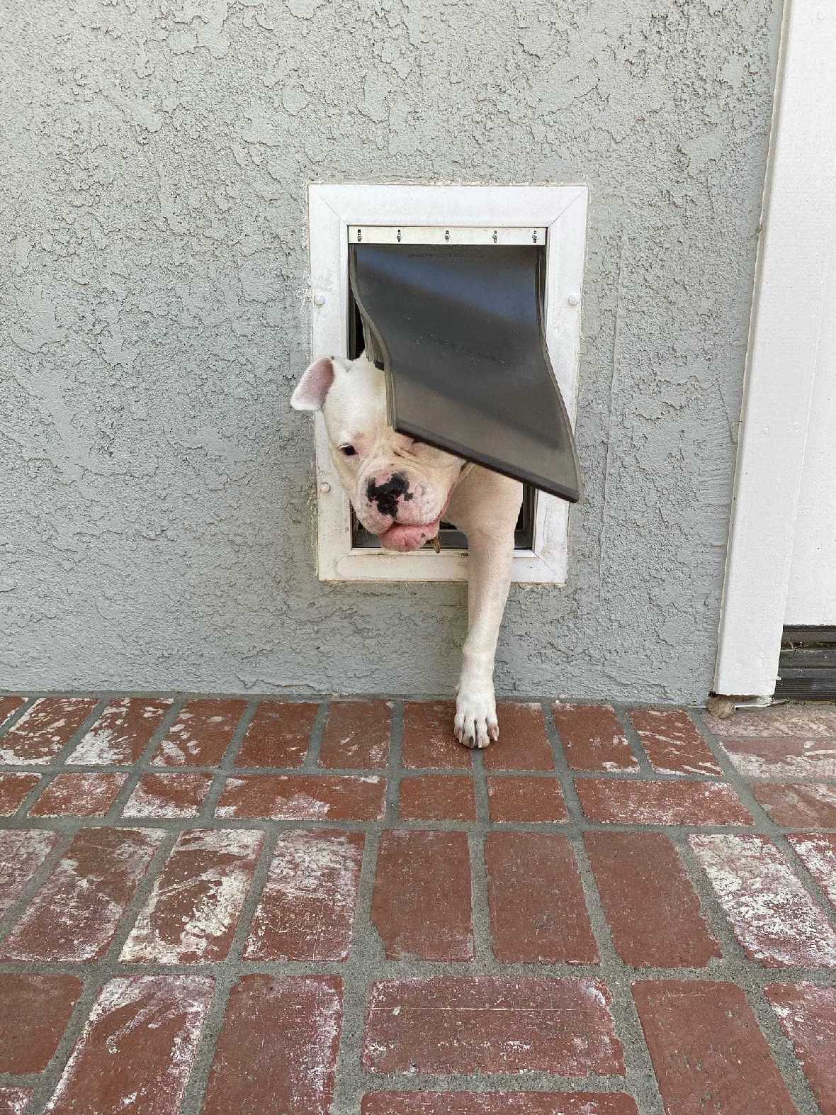 PetSafe Wall Entry Pet Door - Image 11
