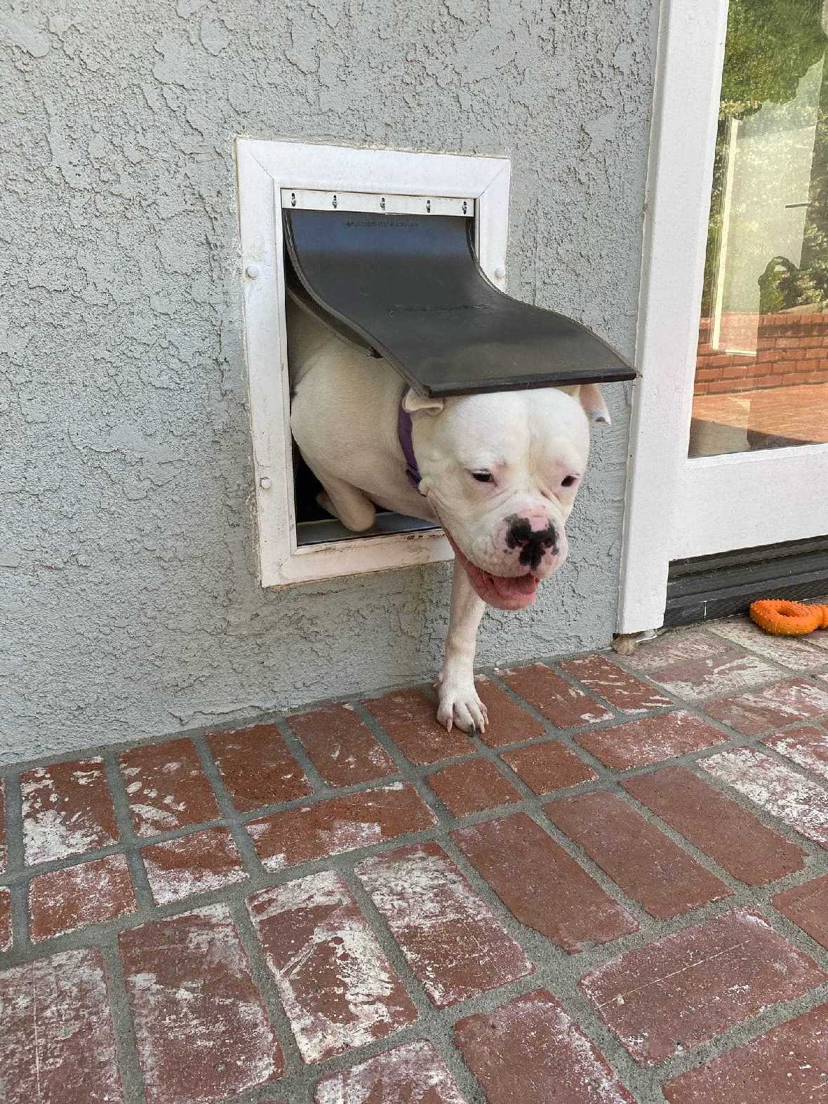 PetSafe Wall Entry Pet Door - Image 13