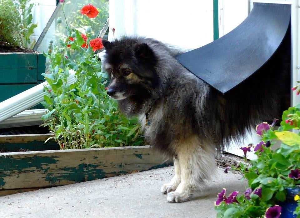 Pride Replacement Flaps (Fits Johnson & PetSafe Ultimate) - Image 9